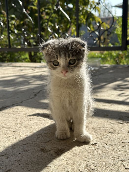 Котенок 2 месяца мальчик