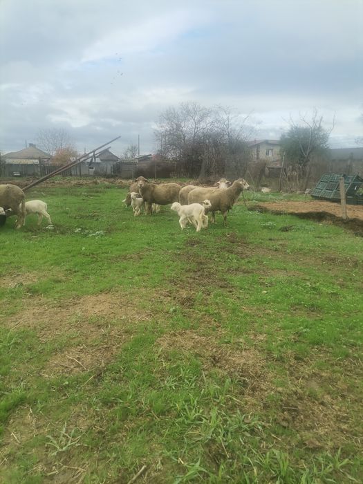 Vând 6 oi cu mei lângă ele