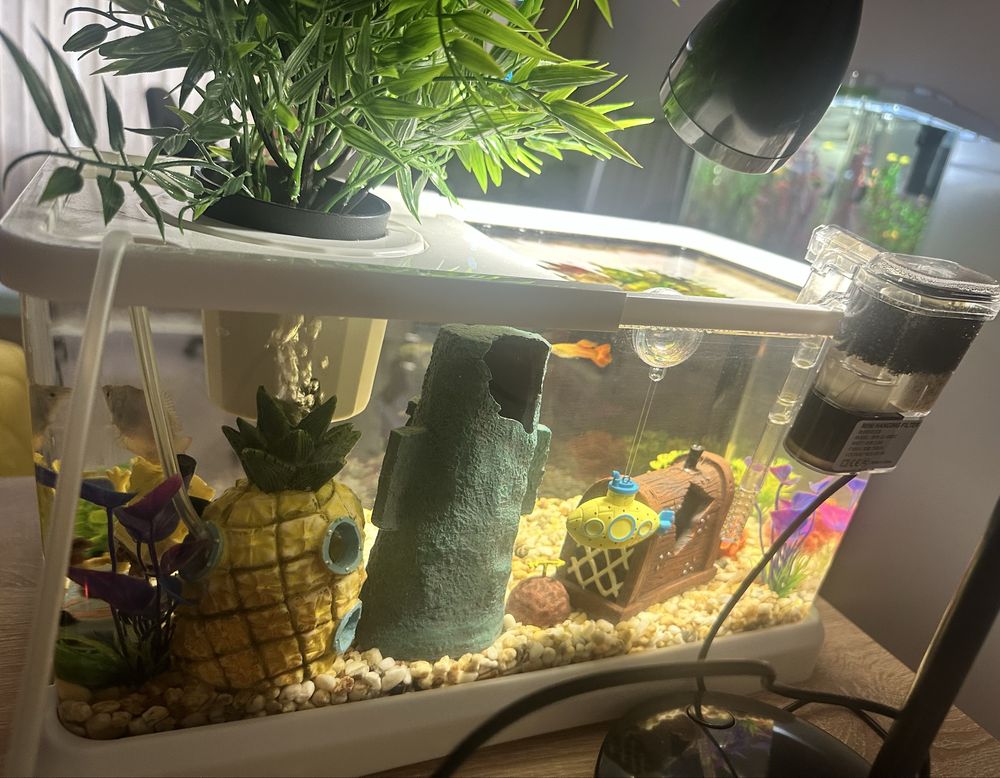 Sponge bob aqarium