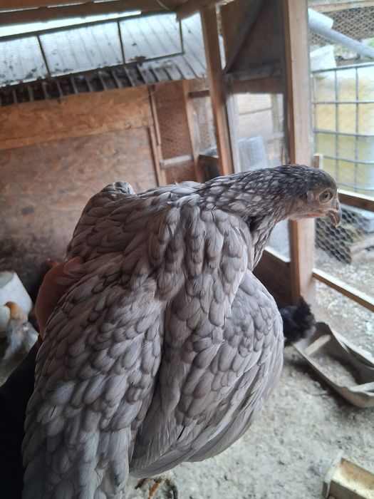 Puicuțe ouătoare de vânzare