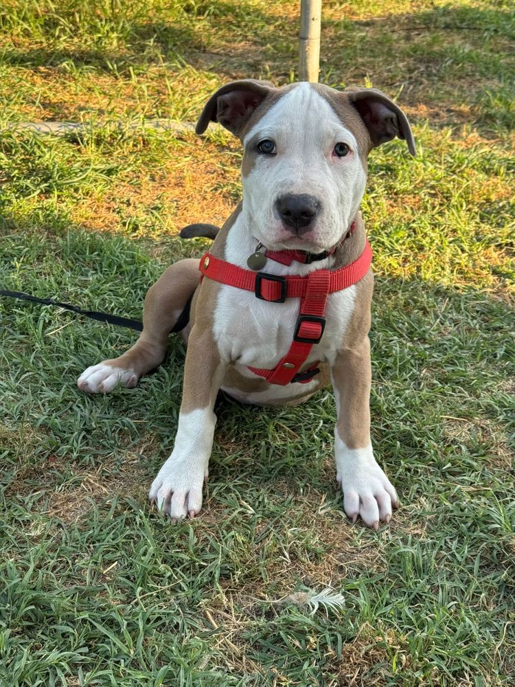Vand american bully