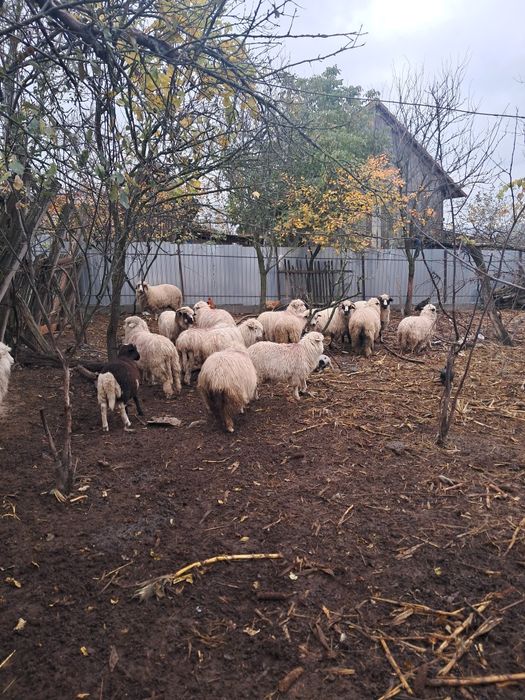 Oii țurcane 18 bucati