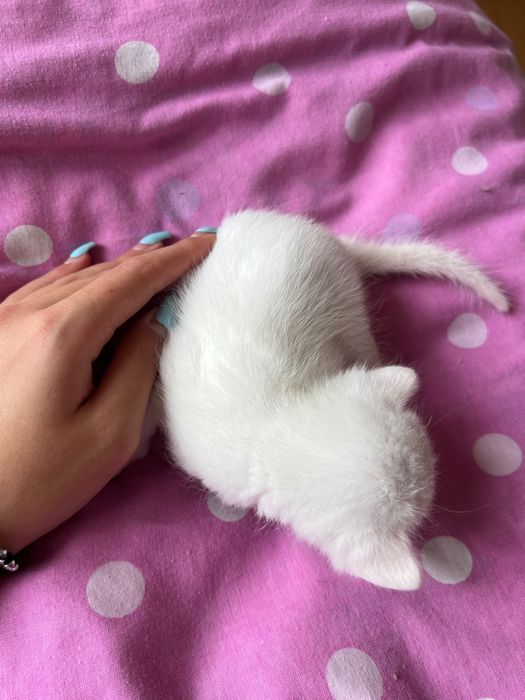 Подарявам 5 котенца