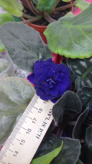 Fiyalka gullari  arzon narxlarda xarid qilishingiz mumkin