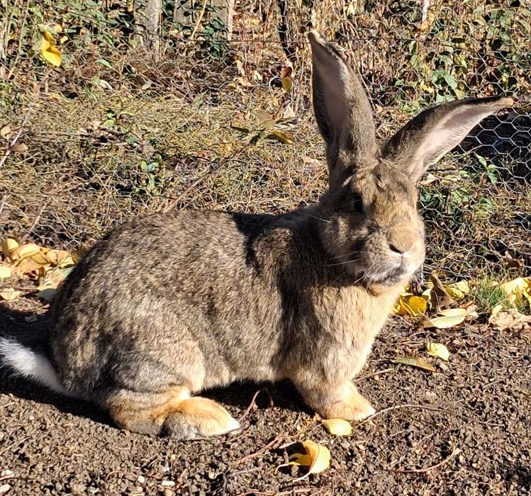 Vand Mascul Uriaș German