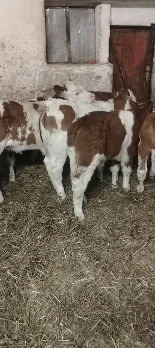 Vand vitei baltata românească