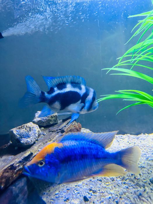 Продам взрослых самцов отофаринксов