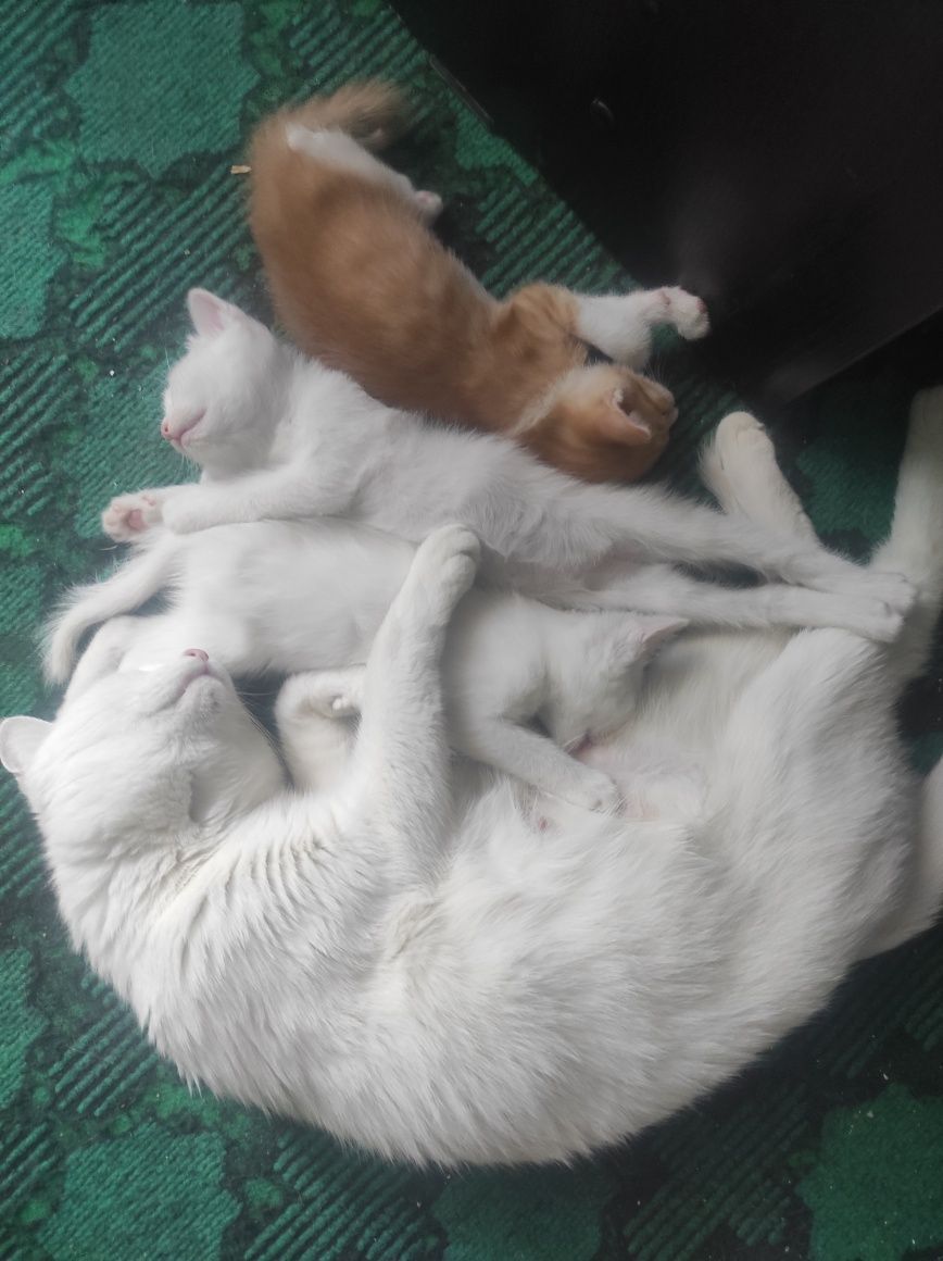 Отдам котят в хорошие руки!
