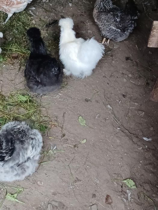 Vand doua perechi matase japoneza 200 perechea