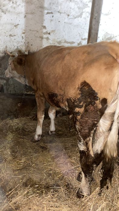 Vând vitea, băltata romîneasca