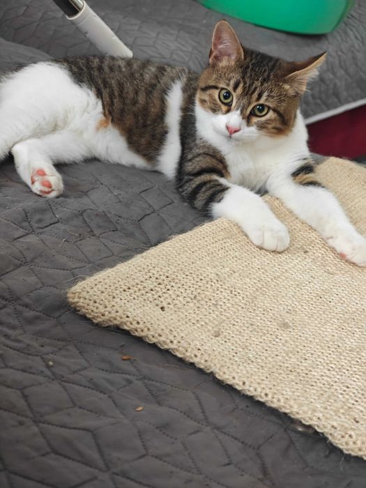 Подарявям коте на 4 месеца