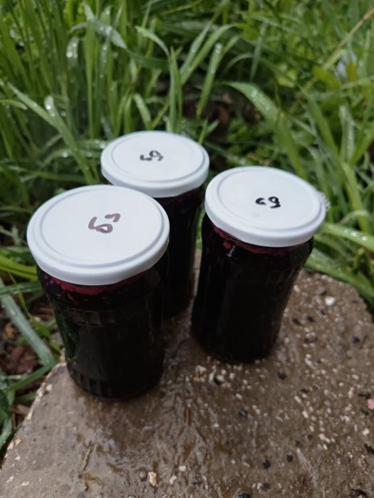 Комплект от 3 бр сладко от черен бъз за 24 лв