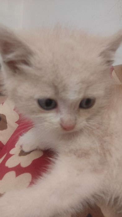 Отдам котенка в добрые руки