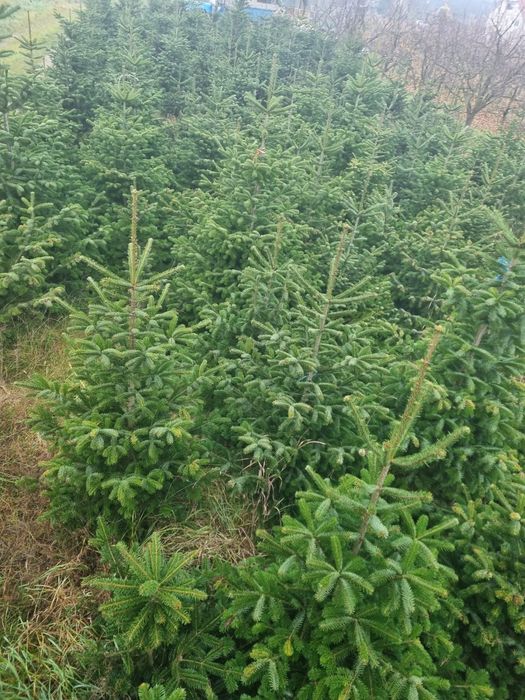 Brazi argintii pentru Craciun