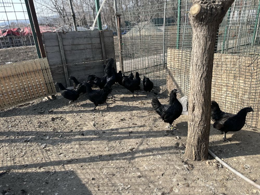 Oua incubat Ayam Cemani