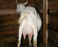 молочные породистые козы