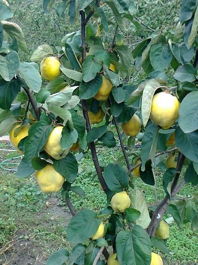 Pomi Fructiferi Glia Stramoseasca (Soiuri de Gutui )