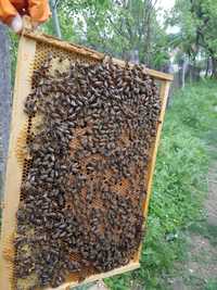 Familii de albine cu matci tinere 2023