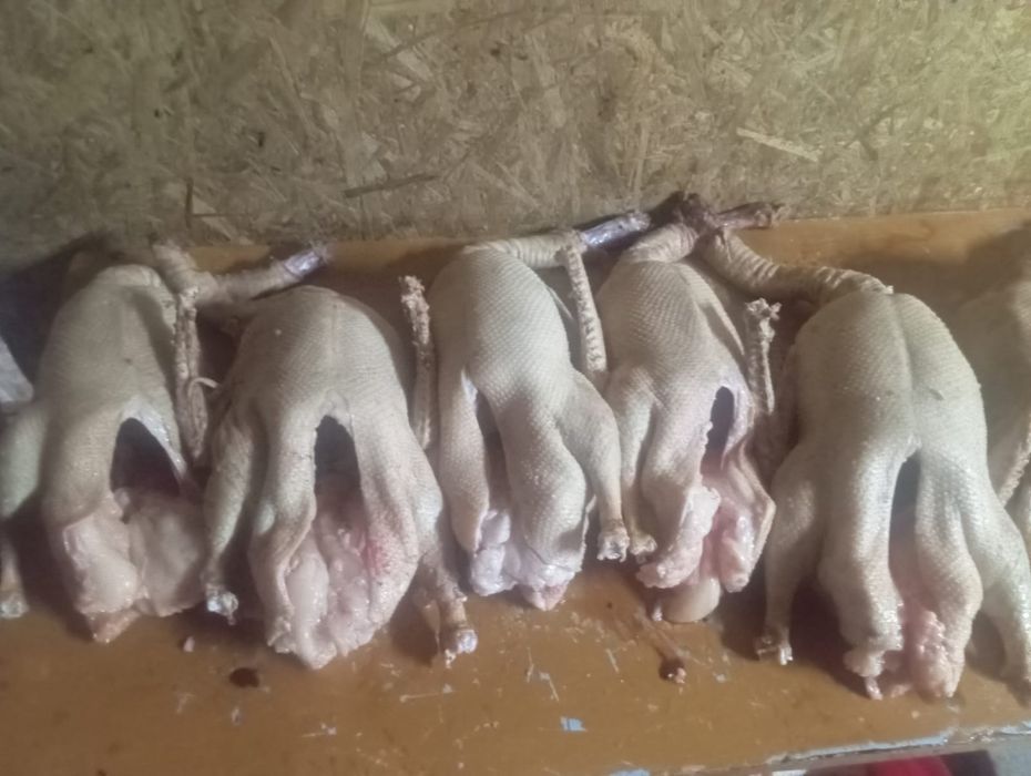 Продам гусей, возможно с доставкой