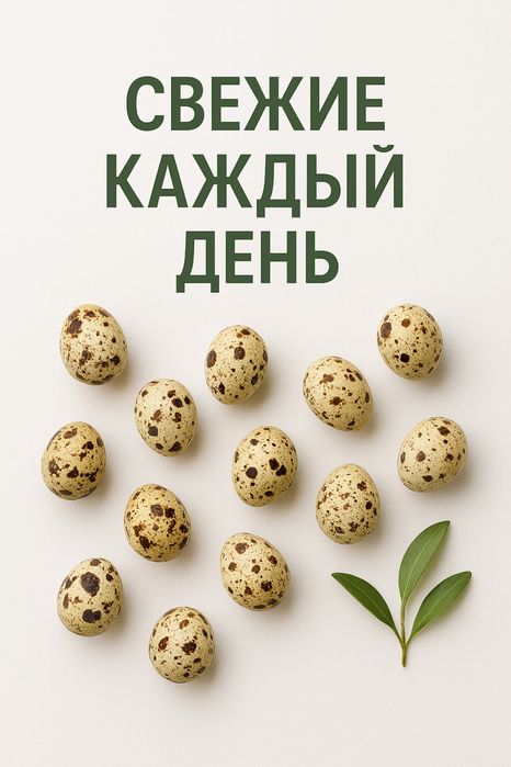 Домашние перепелиные яйца — свежие каждый день!