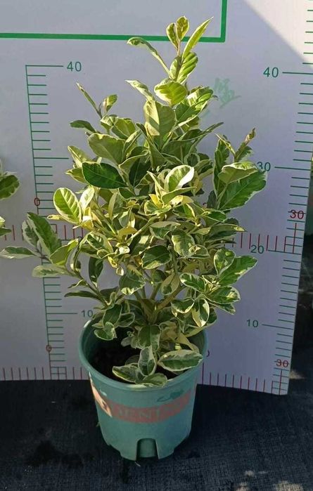 Продам цветы комнатные