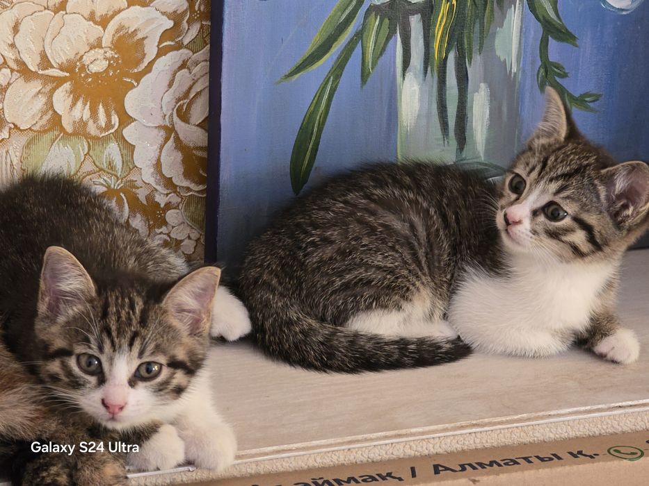 Отдам двух котят
