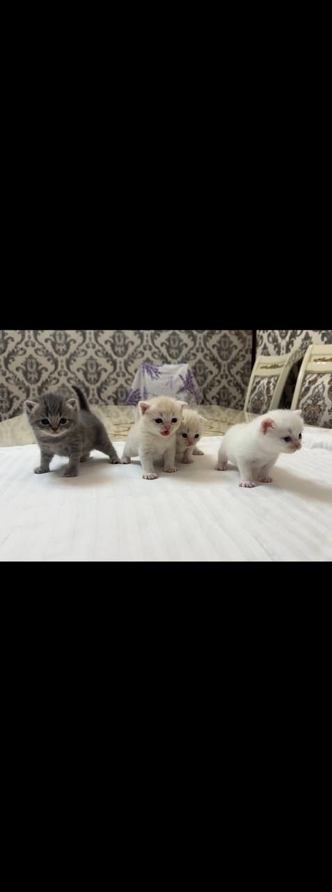 Мушук, мушукча, котёнок, котята