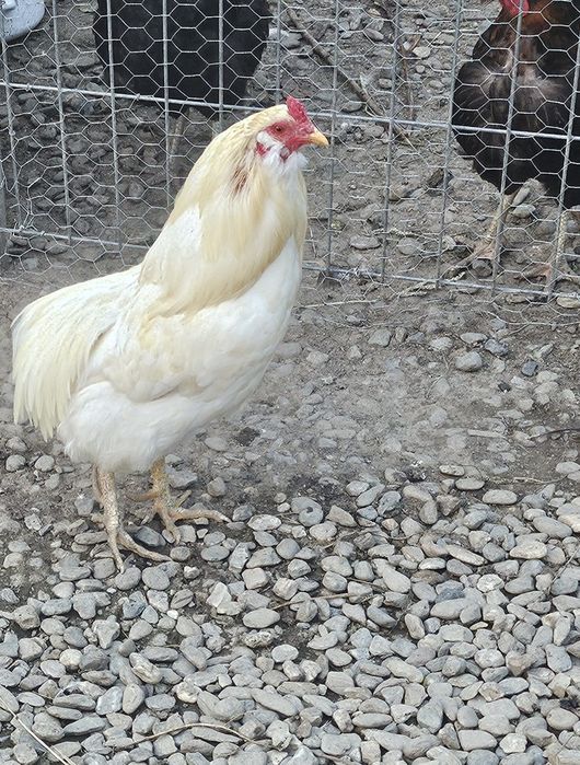 Araucana alb,cocoș și găină vârsta 1.Oua albastre fără colesterol