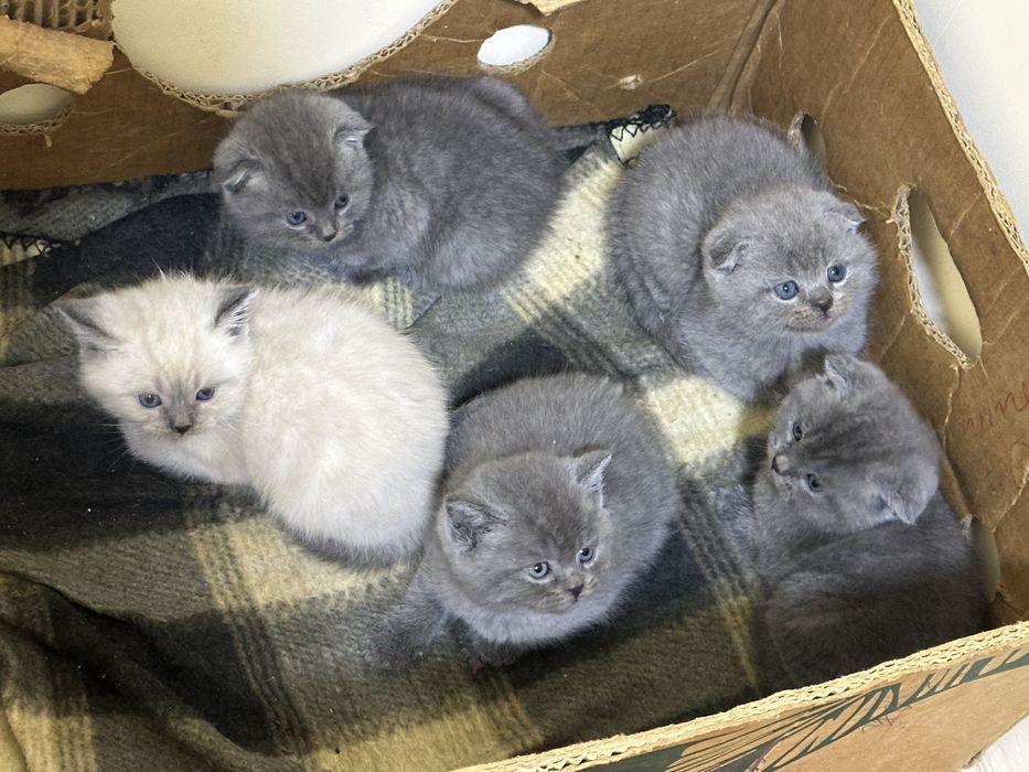 Mushuk bolalari zotdor(35 kunlik)