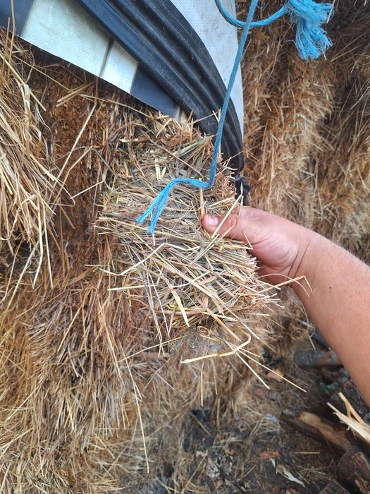 Vand baloti cu trifoias