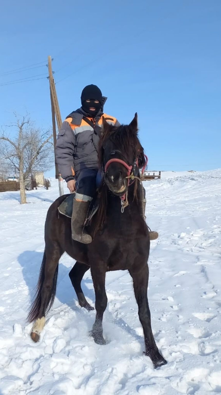 Айгыр. Жеребец. 6 годовалый.