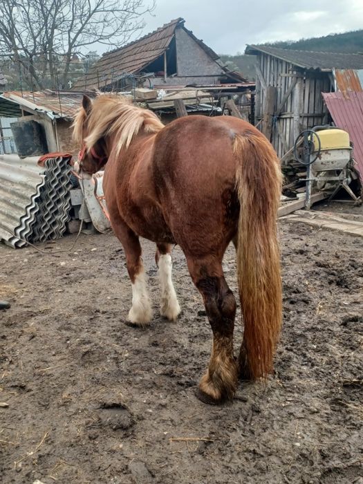 Manză de vanzare.