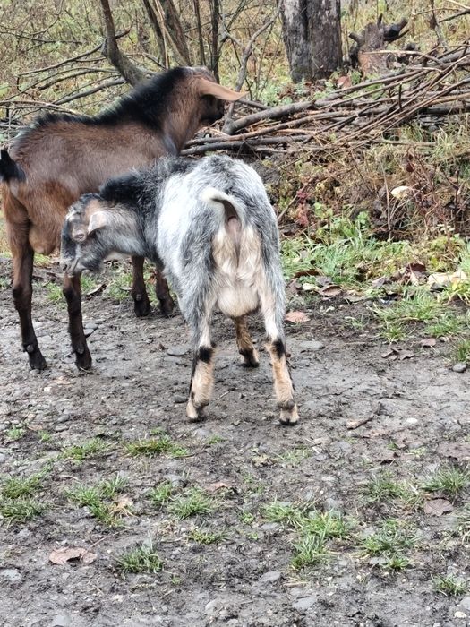 Țap metis anglonubian