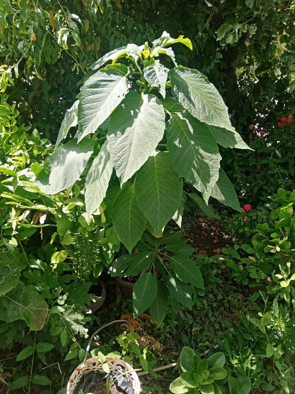 Gullar sotiladi. Продаются цветы