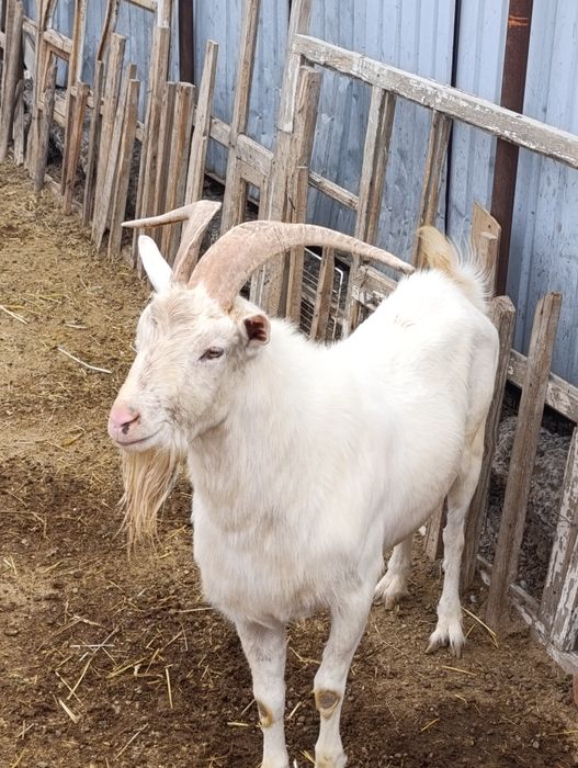 Теке теке Алписки