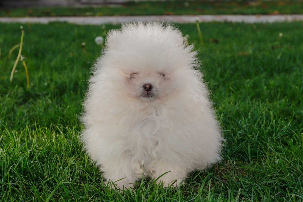 Померани  от родословни родители - момче