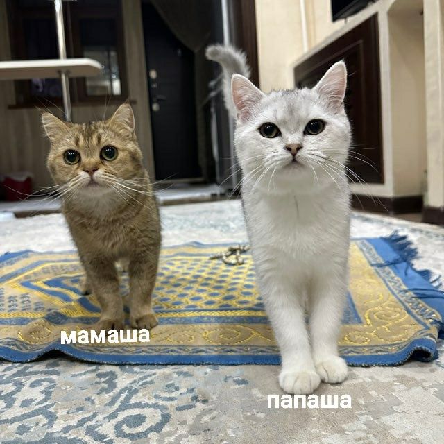 Котята. Британская шиншилла 4 шт