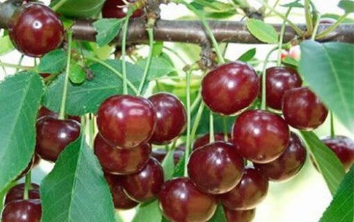 Visin (Soiul Rubina )