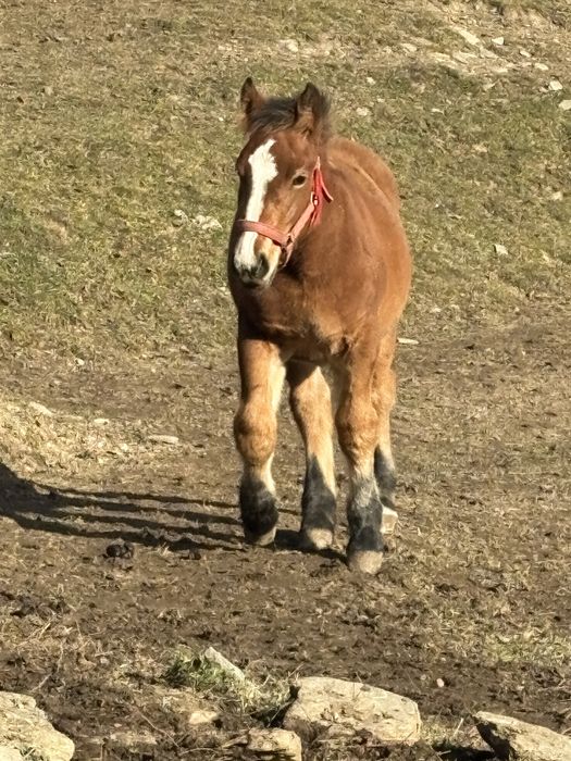 Vand manz de 4 luni jumate