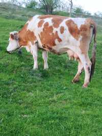 Vacă bălțată românească cu lapte