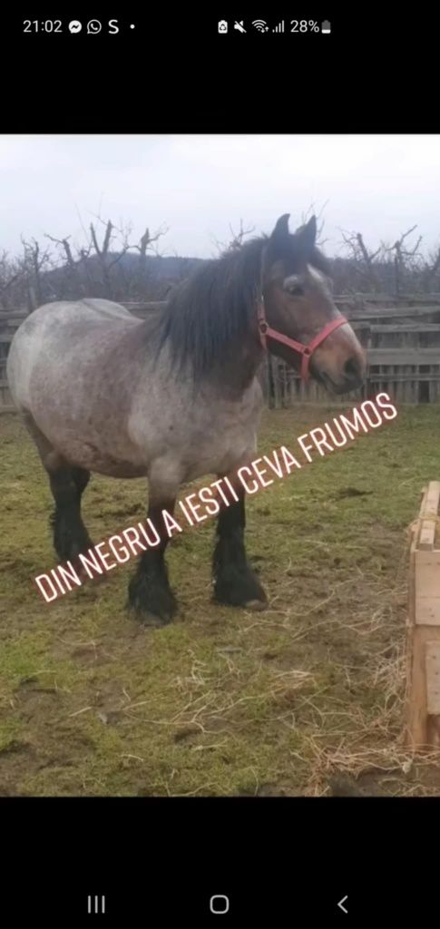 Doua mânze de vânzare