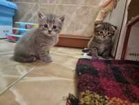 Котята цена 15000