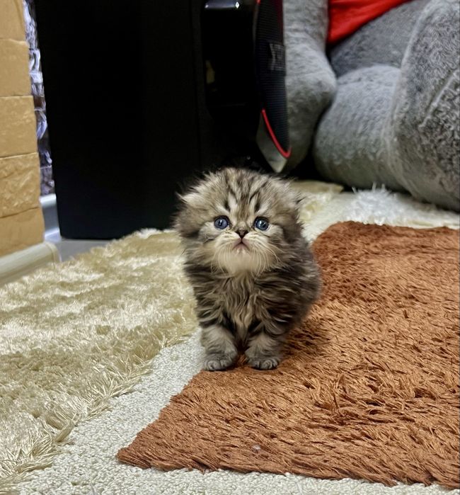 Шотланский Скотиш Фолд!