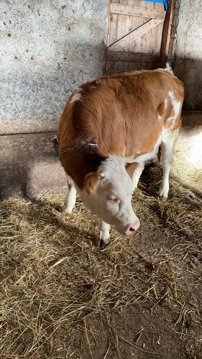 Vând vitea Bălțat forte frumoasă