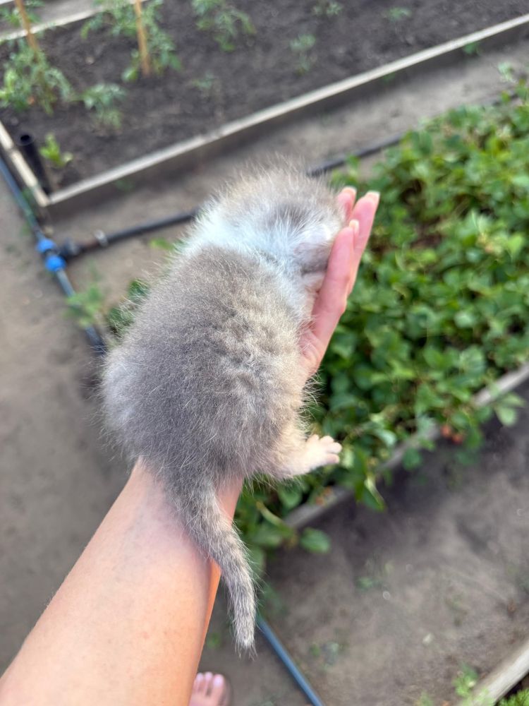 Котенок в добрые руки