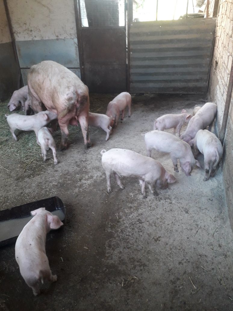Продавам малки прасенца