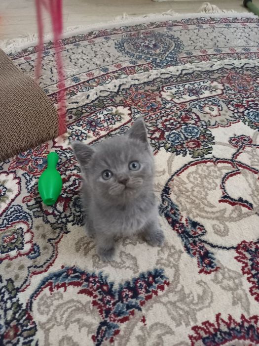 Продаются котята британской породы