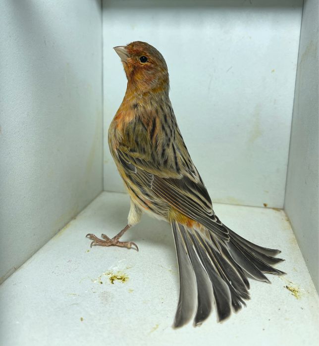 Kanareyka канарейка