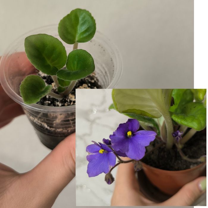 Комнатные растения цветы фиалка