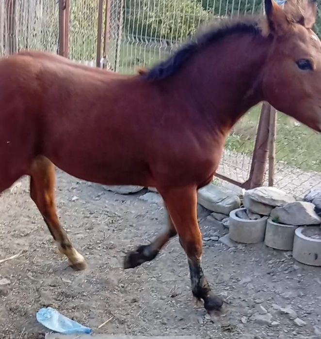 Mînză semigreu romanesc